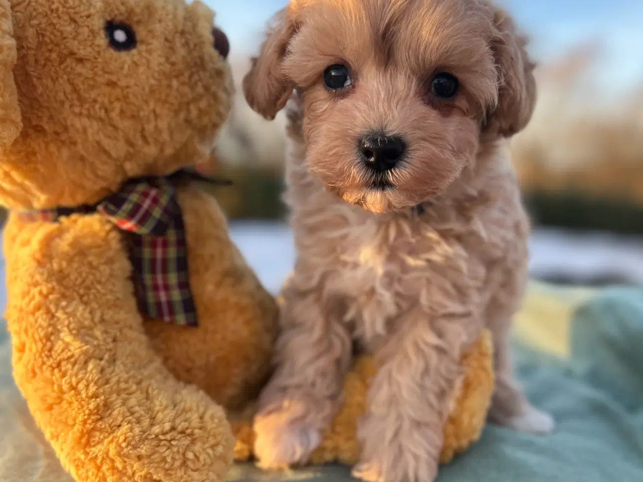 Billede 8 - Mini Maltipoo