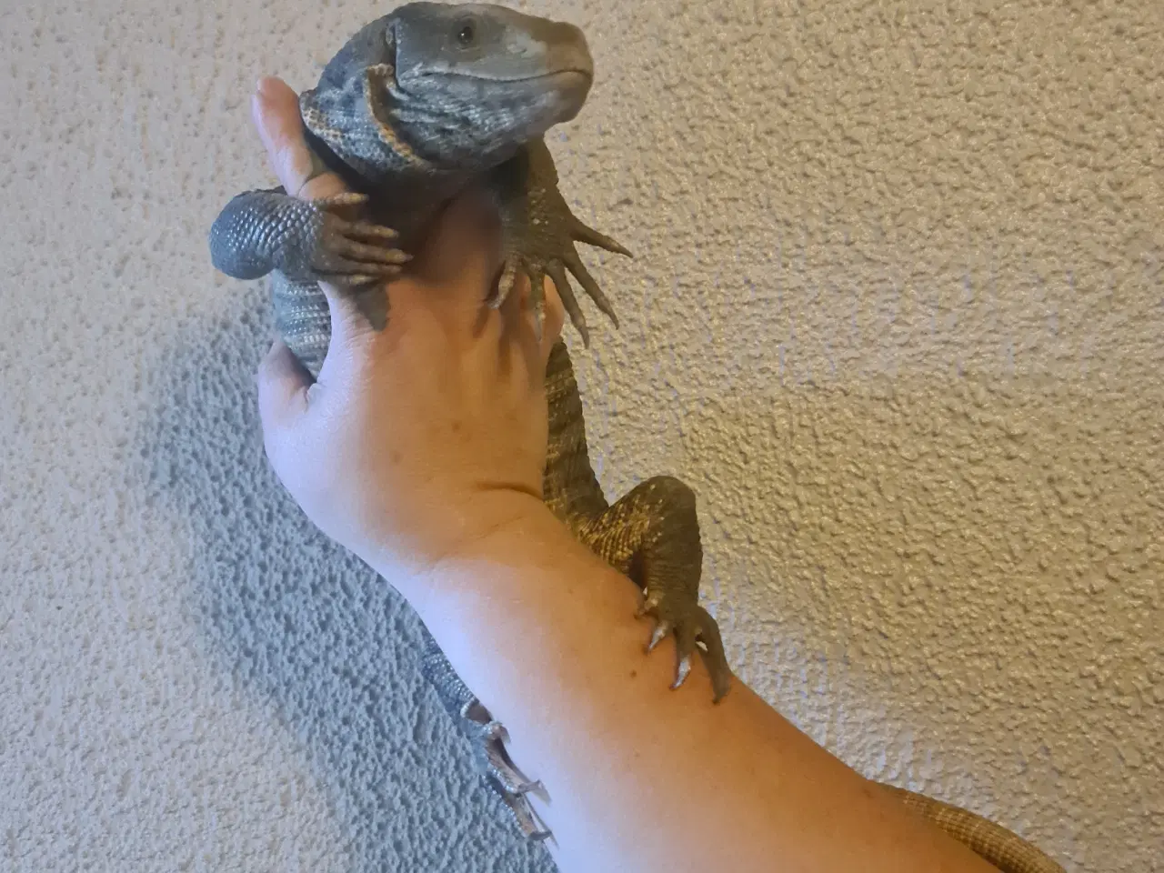 Billede 2 - Steppevaran (Varanus exanthematicus)