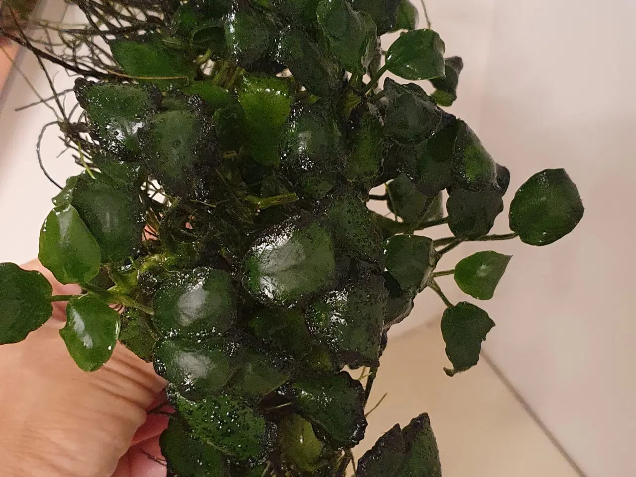 Billede 1 - Anubias. Akvarie planter 25x10