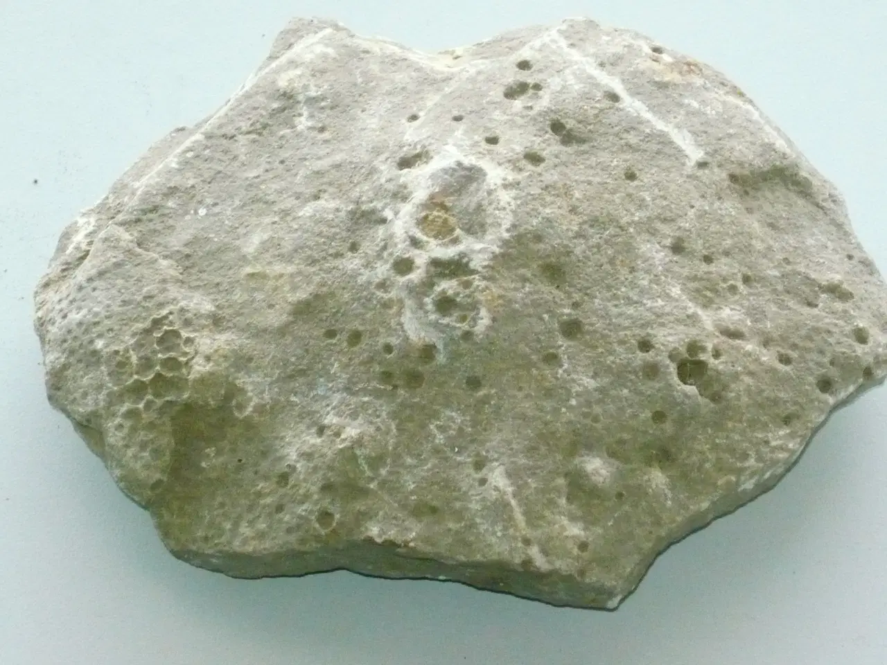 Billede 4 - Gammel Stromatoporoid