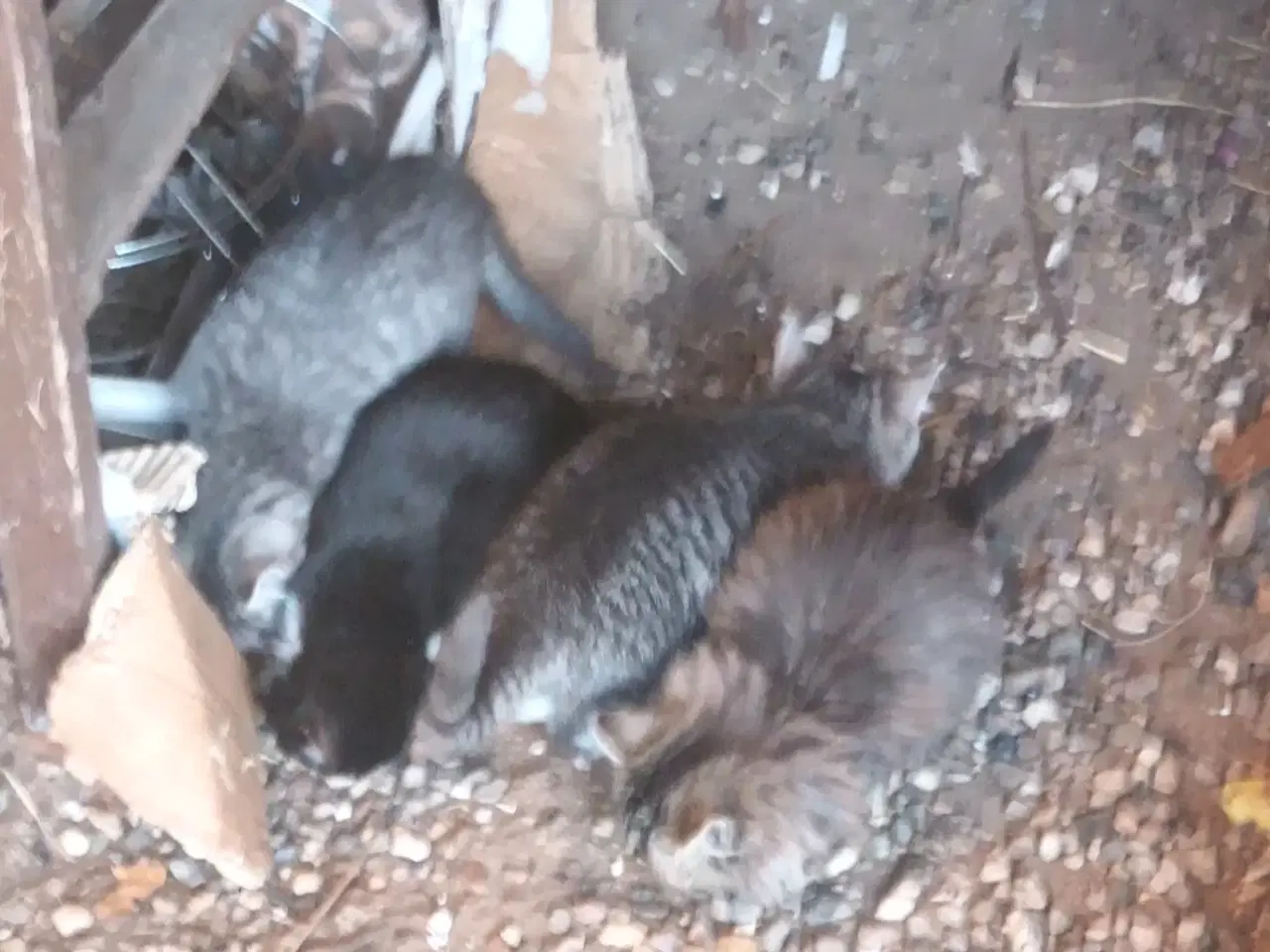 Billede 9 - Dejlige små hunkatte