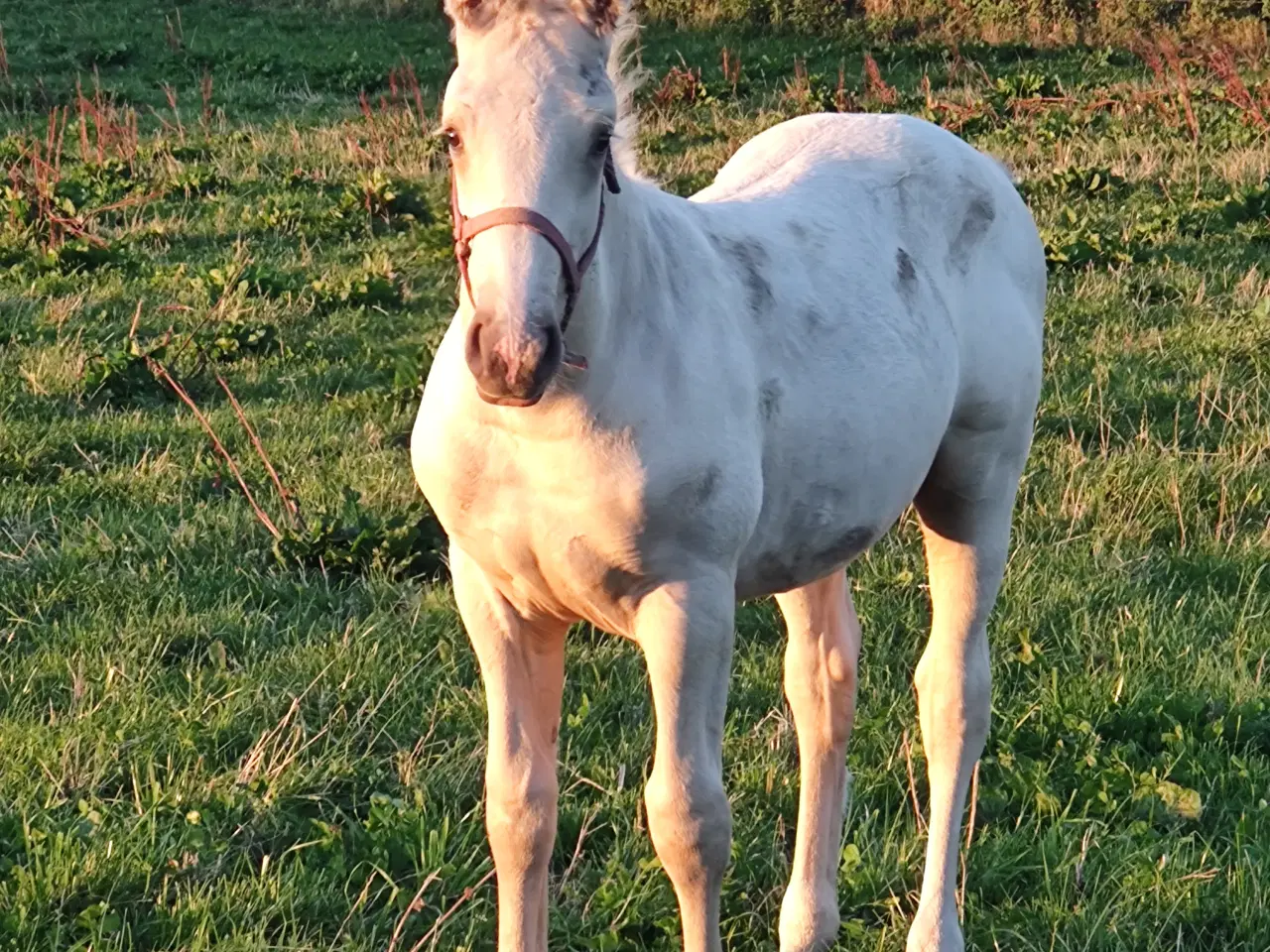 Billede 2 - Palomino hingsteføl 