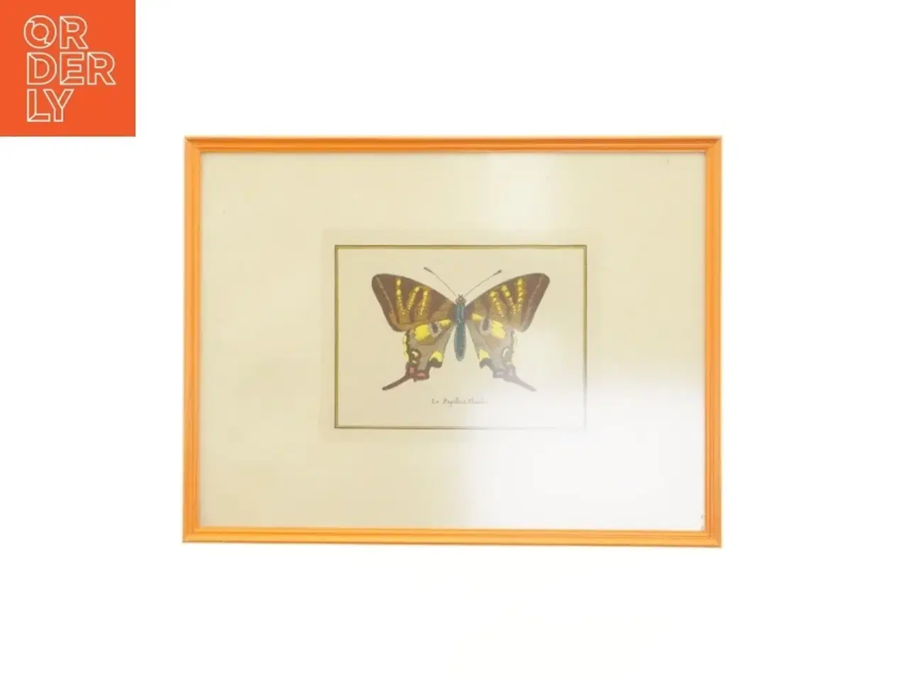 Billede 1 - Indrammet sommerfugletryk (str. 35 x 27 cm)
