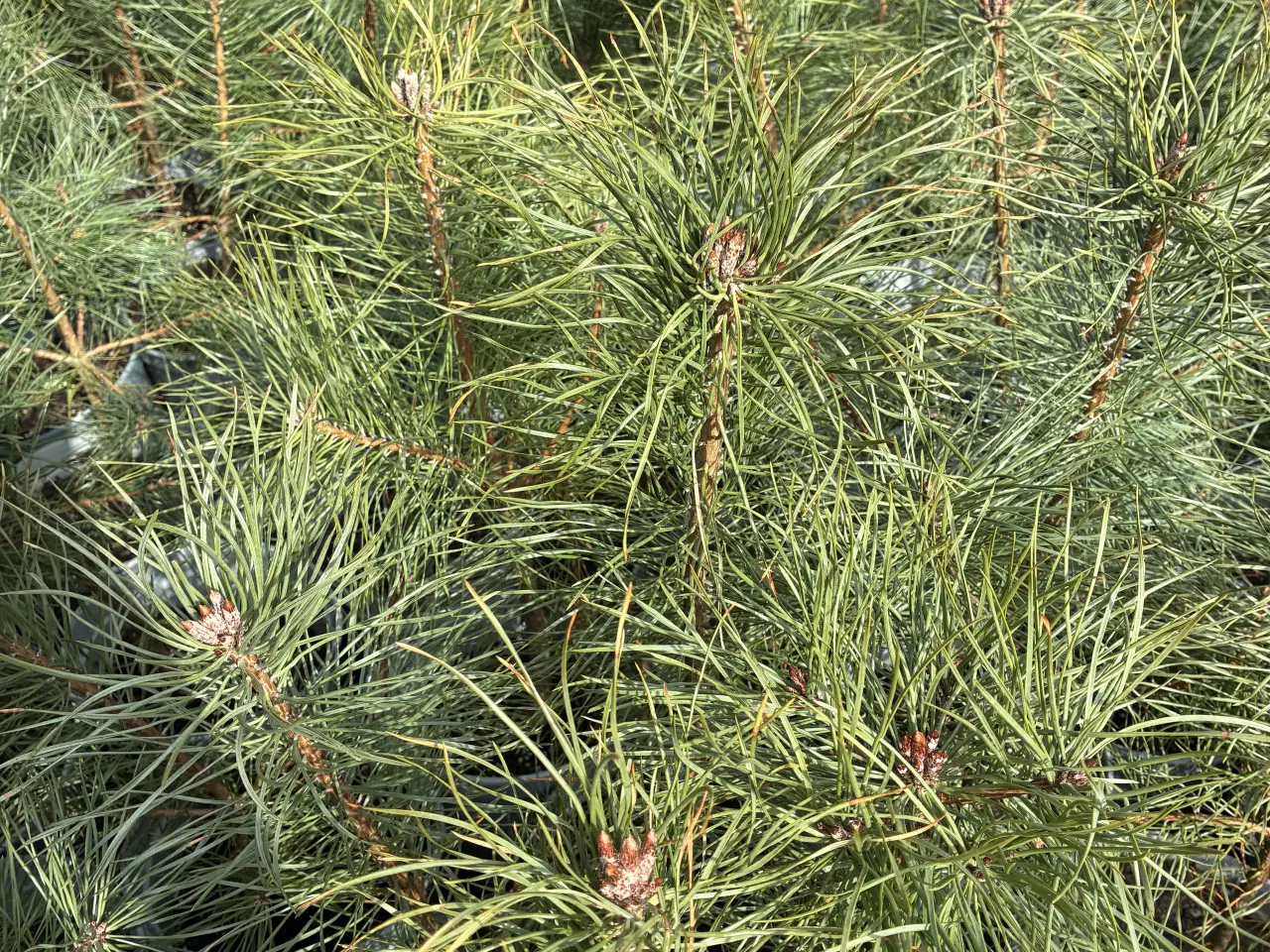 Billede 5 - Skovfyr 50-70 cm (pottegroet) 