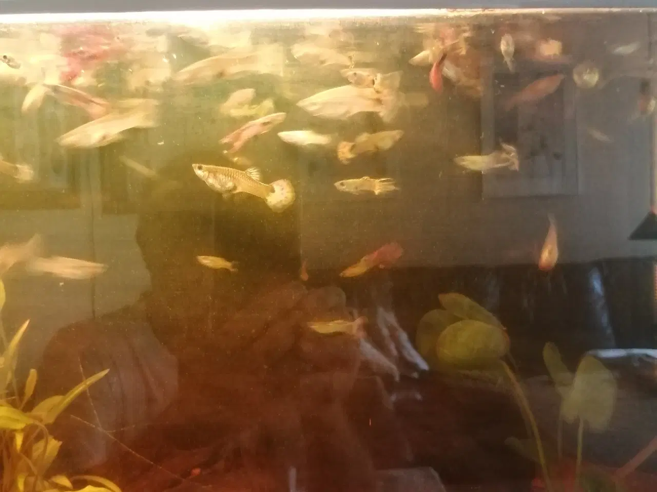 Billede 13 - Guppy 20 stk.