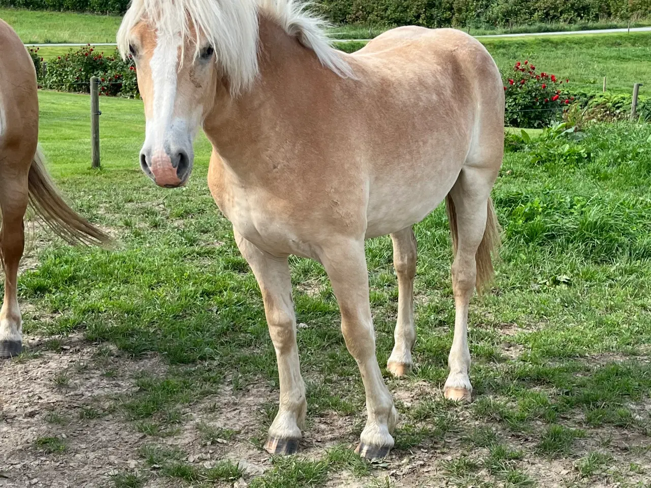 Billede 1 - 1 års haflinger hoppe efter 1 klasse forældre