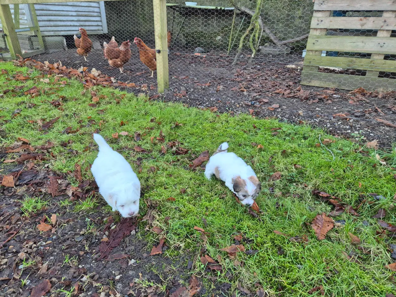 Billede 9 - Bomulds basse 🥰 "Blue"