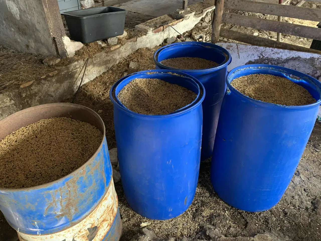 Billede 2 - Korn/havre i tønder