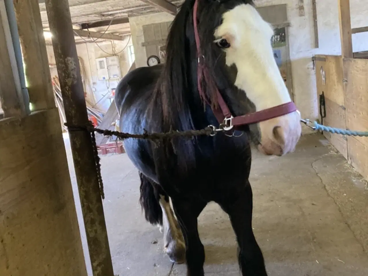 Billede 4 - Irish cob hoppe