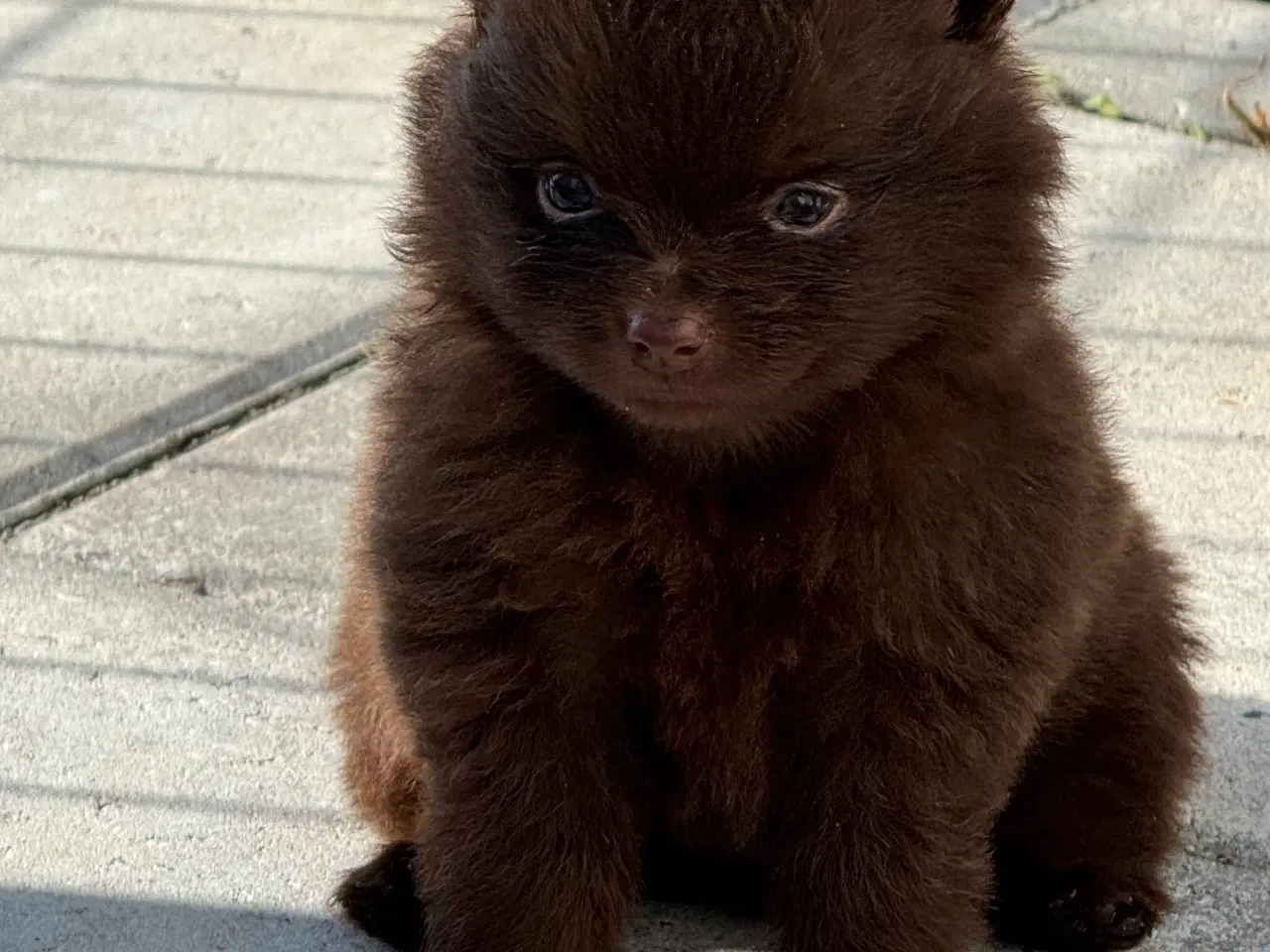 Billede 4 - Pomerania hvalpe 1 pige tilbage