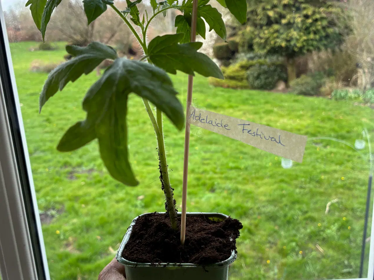 Billede 3 - Økologiske Tomat planter fra Camilla Plum