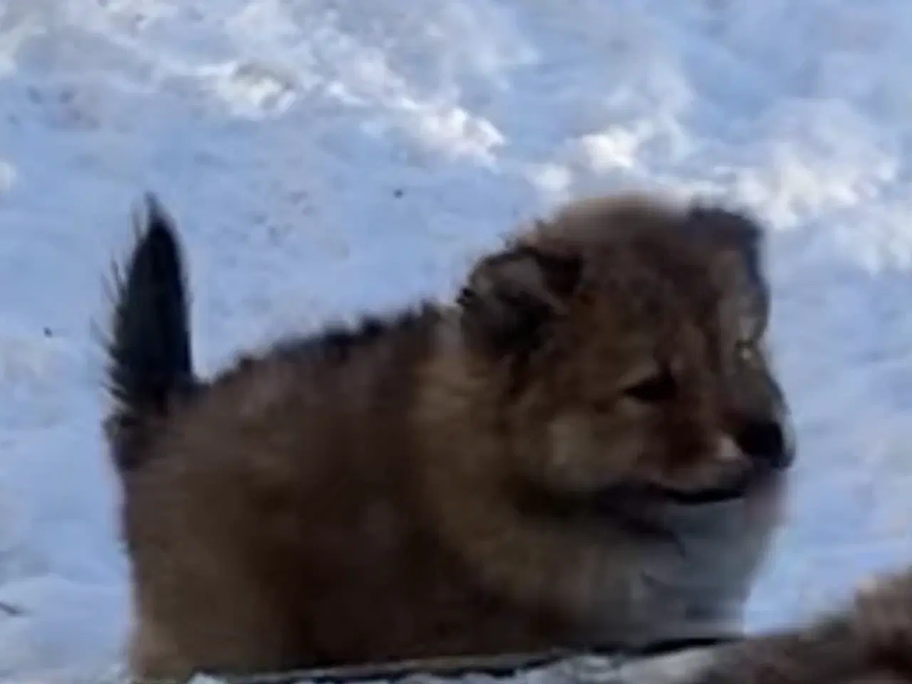 Billede 9 - Chow Chow blandinger