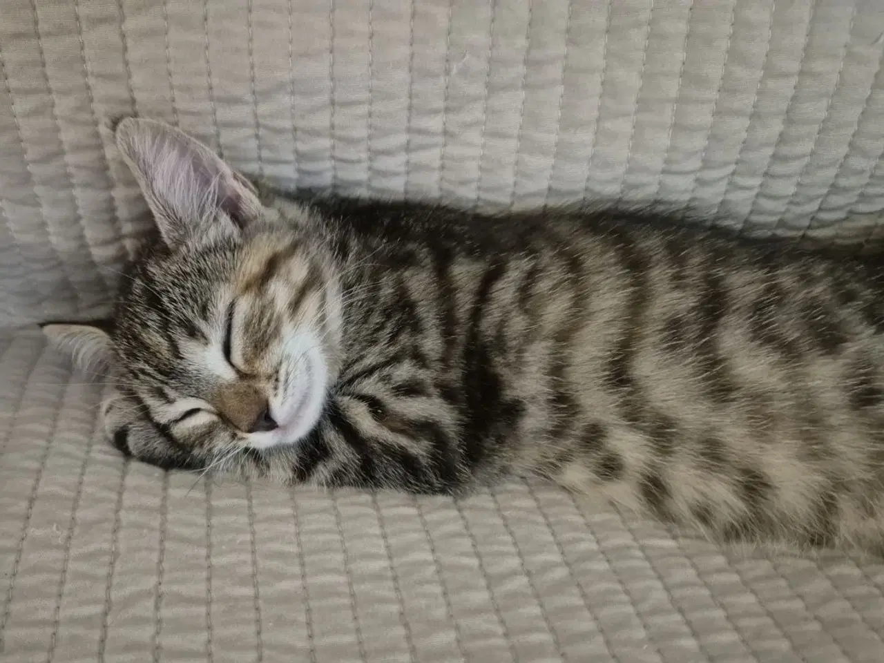 Billede 5 - Killinger - Ragdoll blanding