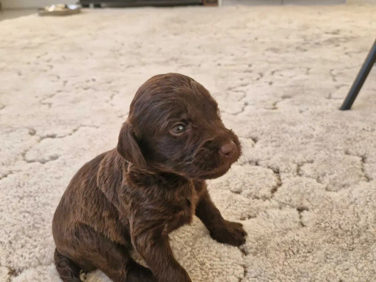 Billede 5 - Labradoodle hvalpe sælges