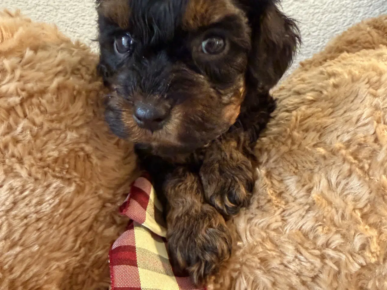 Billede 2 - Havapoo piger