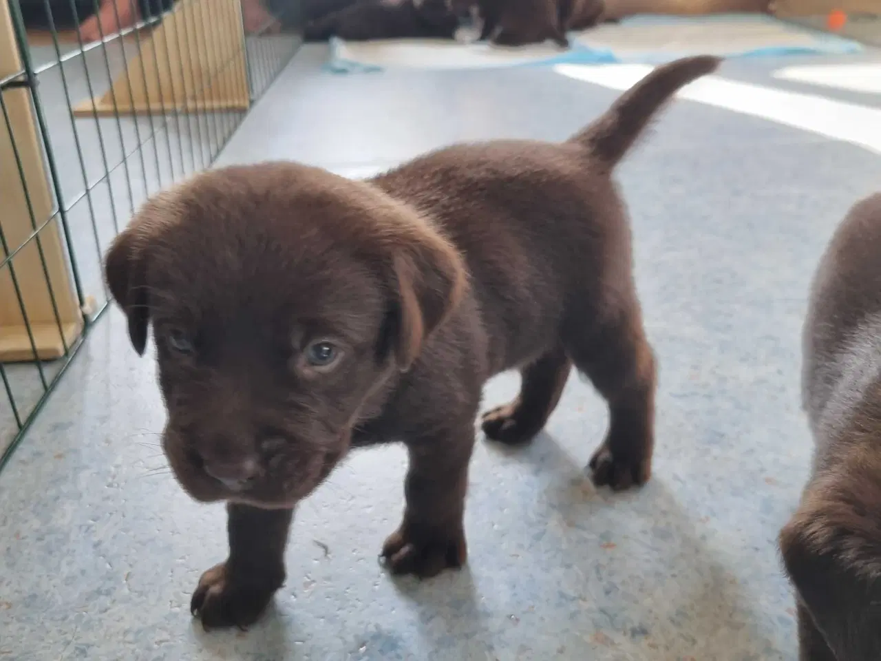 Billede 8 - Brun Labrador gammel slags