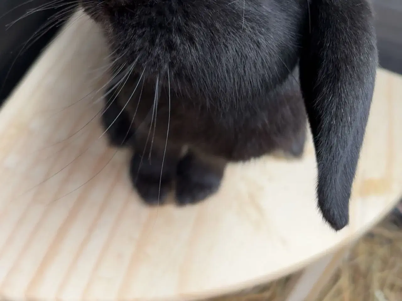 Billede 3 - Lille ozzy 