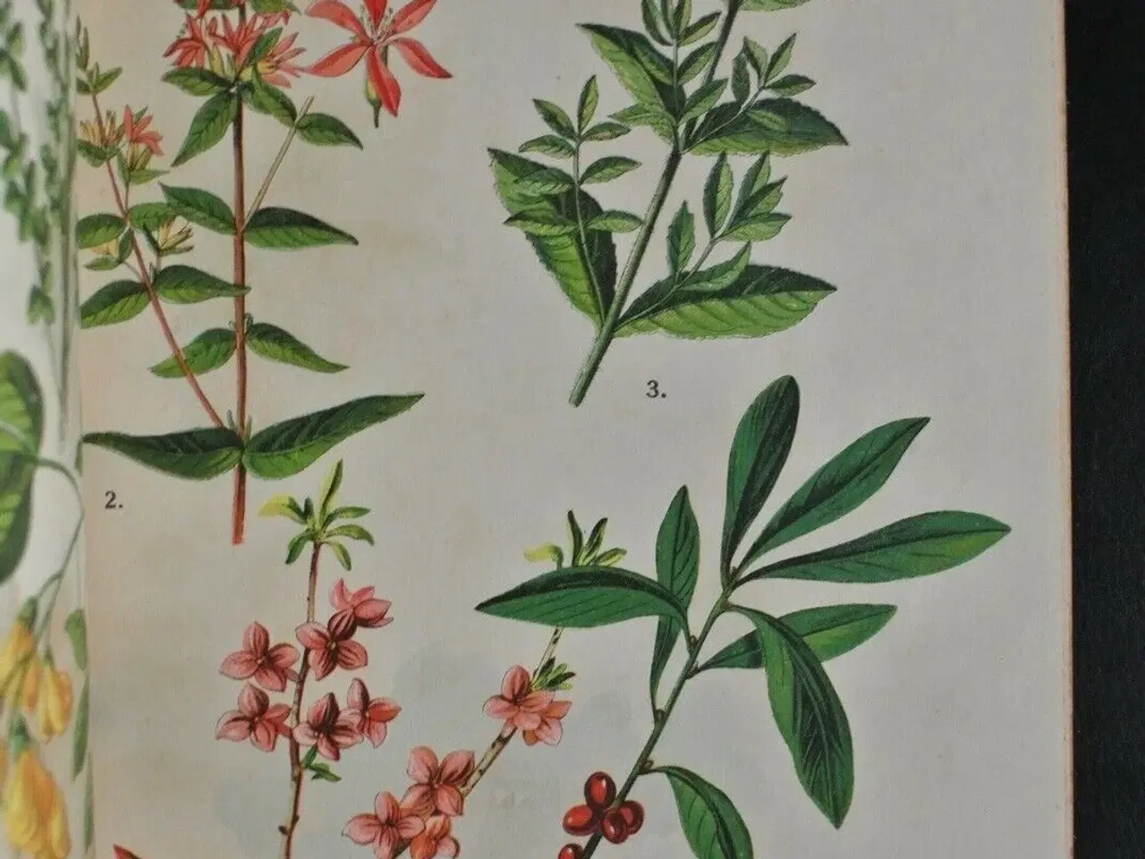 Billede 3 - roms plantealbum - 30 farvetavler