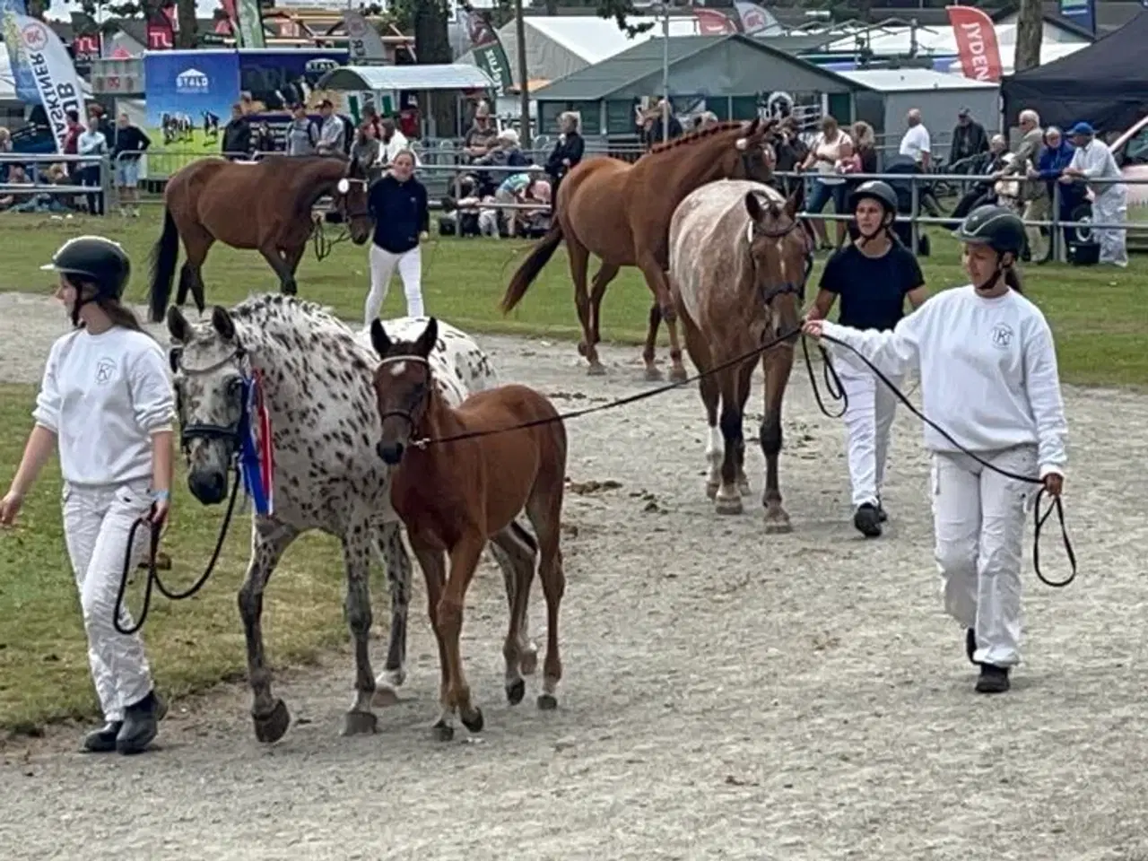 Billede 3 - Dansk Sports Pony 