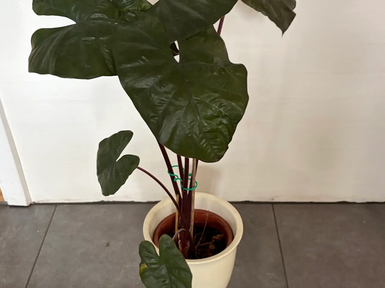 Billede 2 - Flot stueplante med skjuler