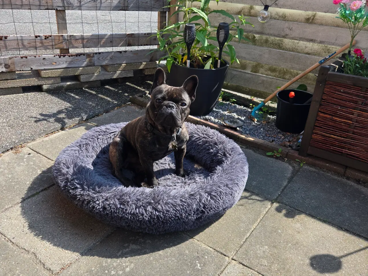Billede 4 - Fransk bulldog
