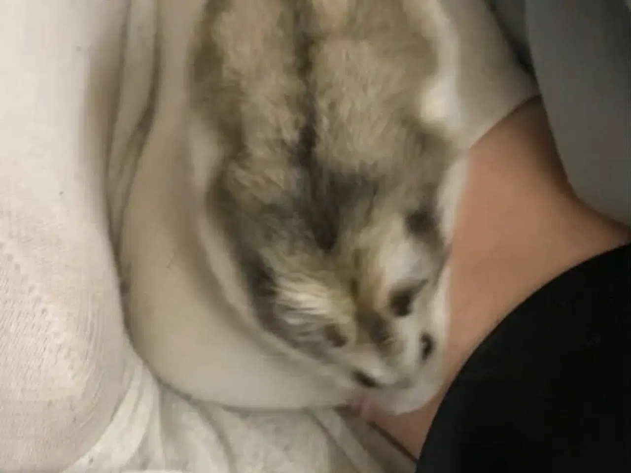 Billede 3 - Hamster m. bur
