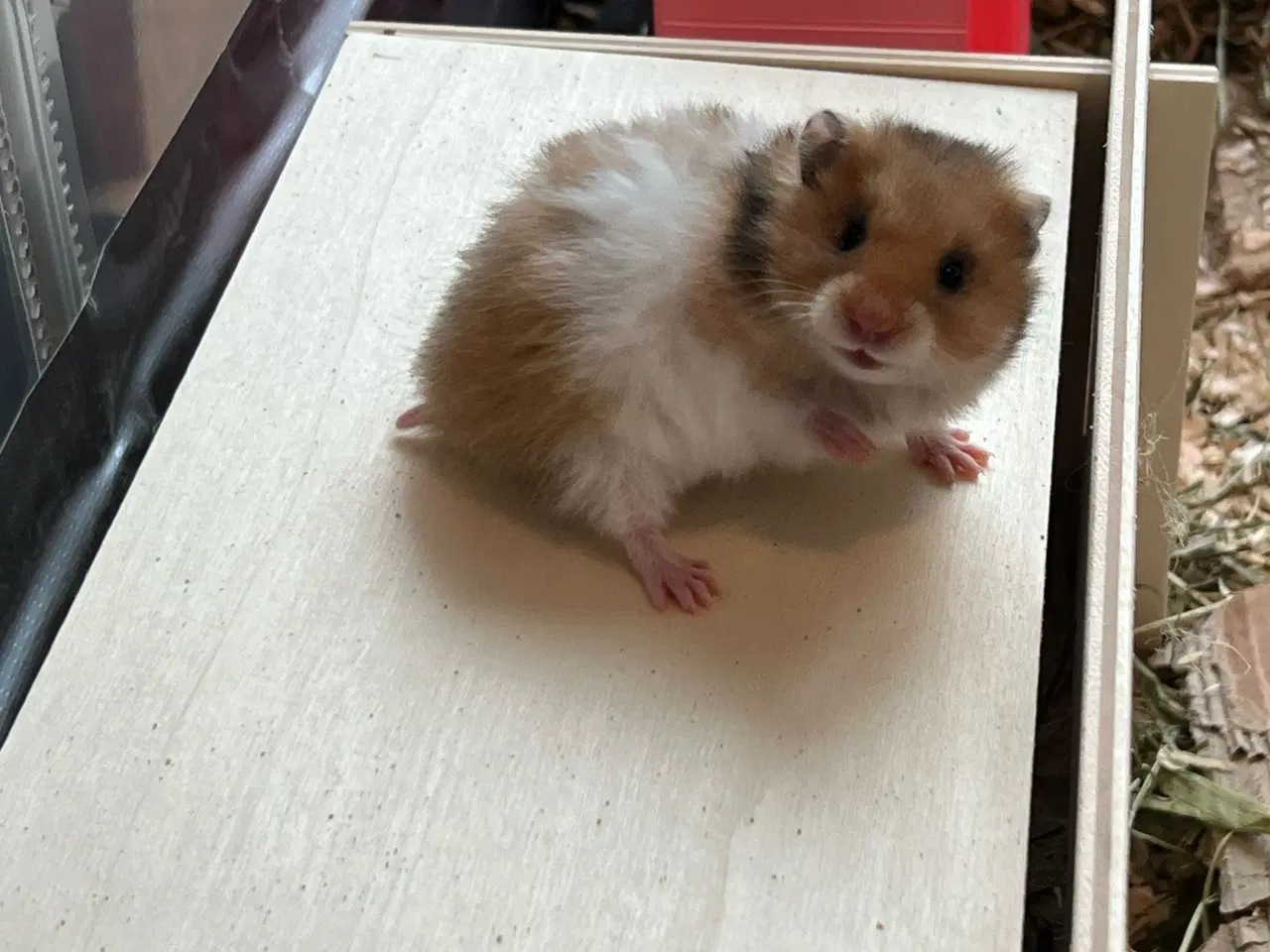 Billede 10 - Sibiriske guldhamster unger