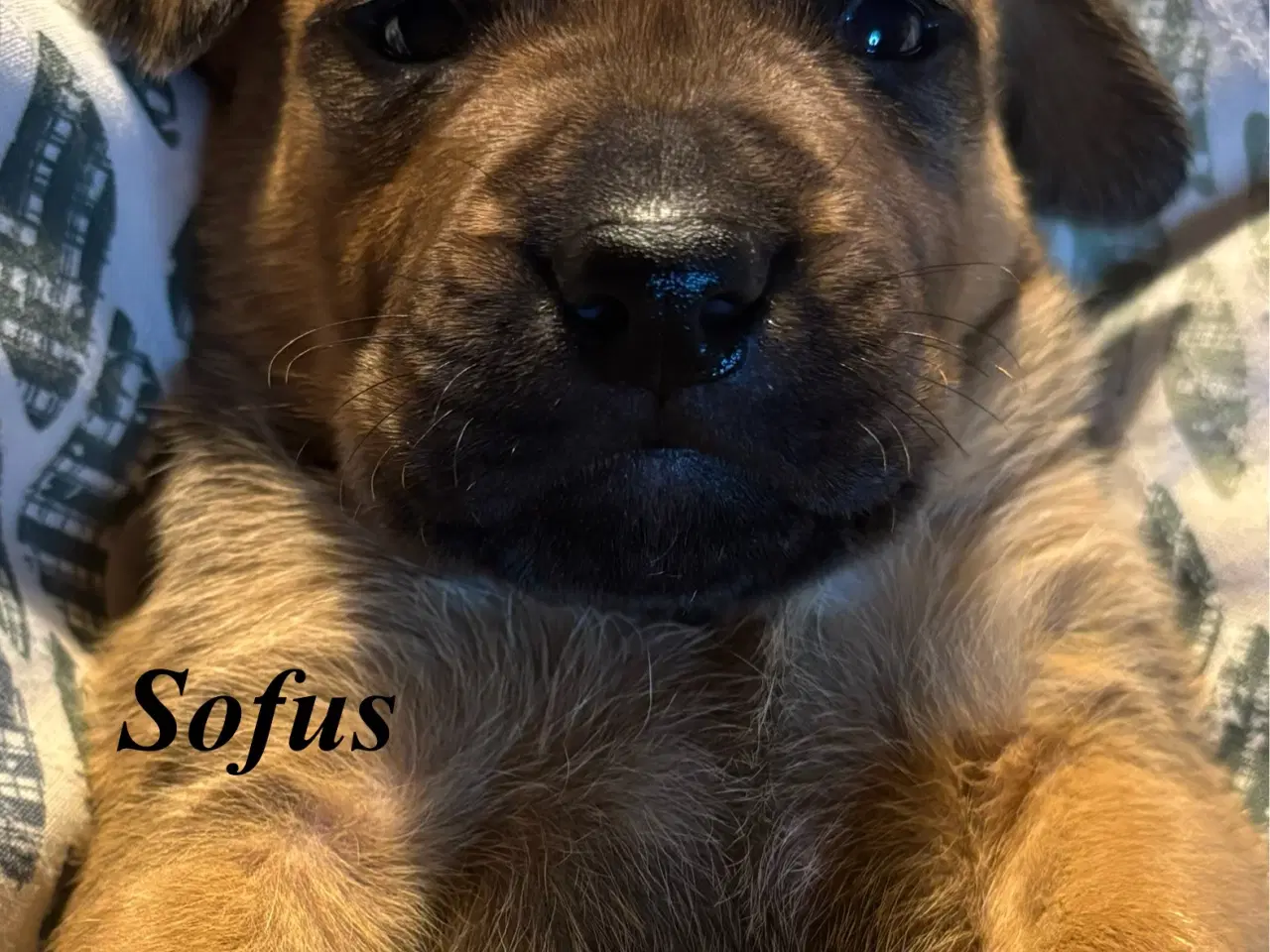 Billede 1 - FamilyGuardianMix - Love bombs 🩶💣