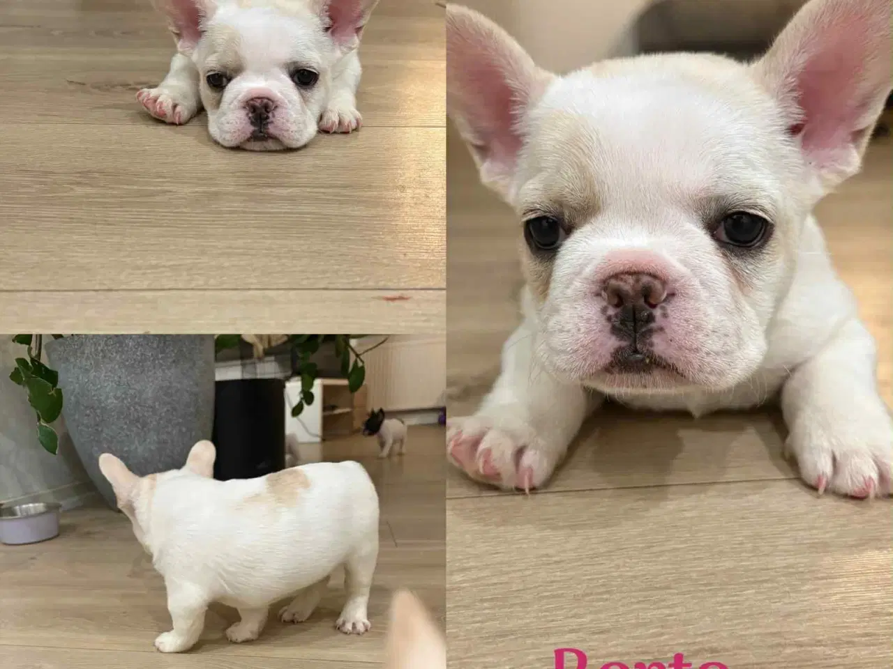 Billede 1 - Fransk bulldog hvalpe