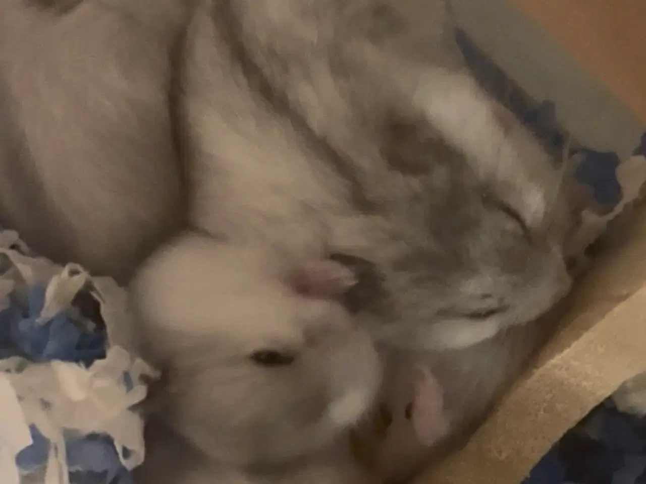 Billede 1 - 4 hamster unger 