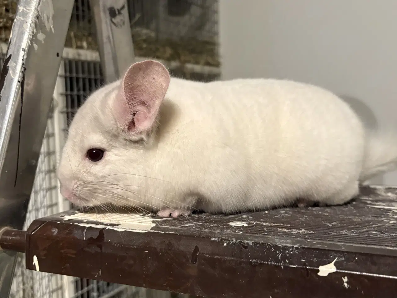 Billede 2 - HAN Pink White chinchilla 