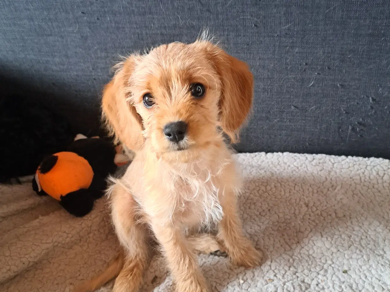 Billede 8 - Beaglier × puddel