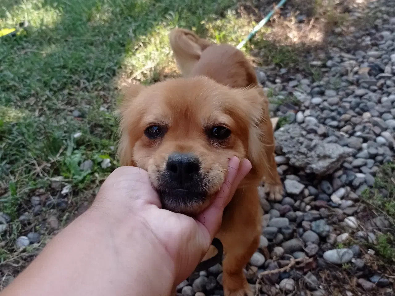 Billede 1 - Carlo - Aktiv glad dreng