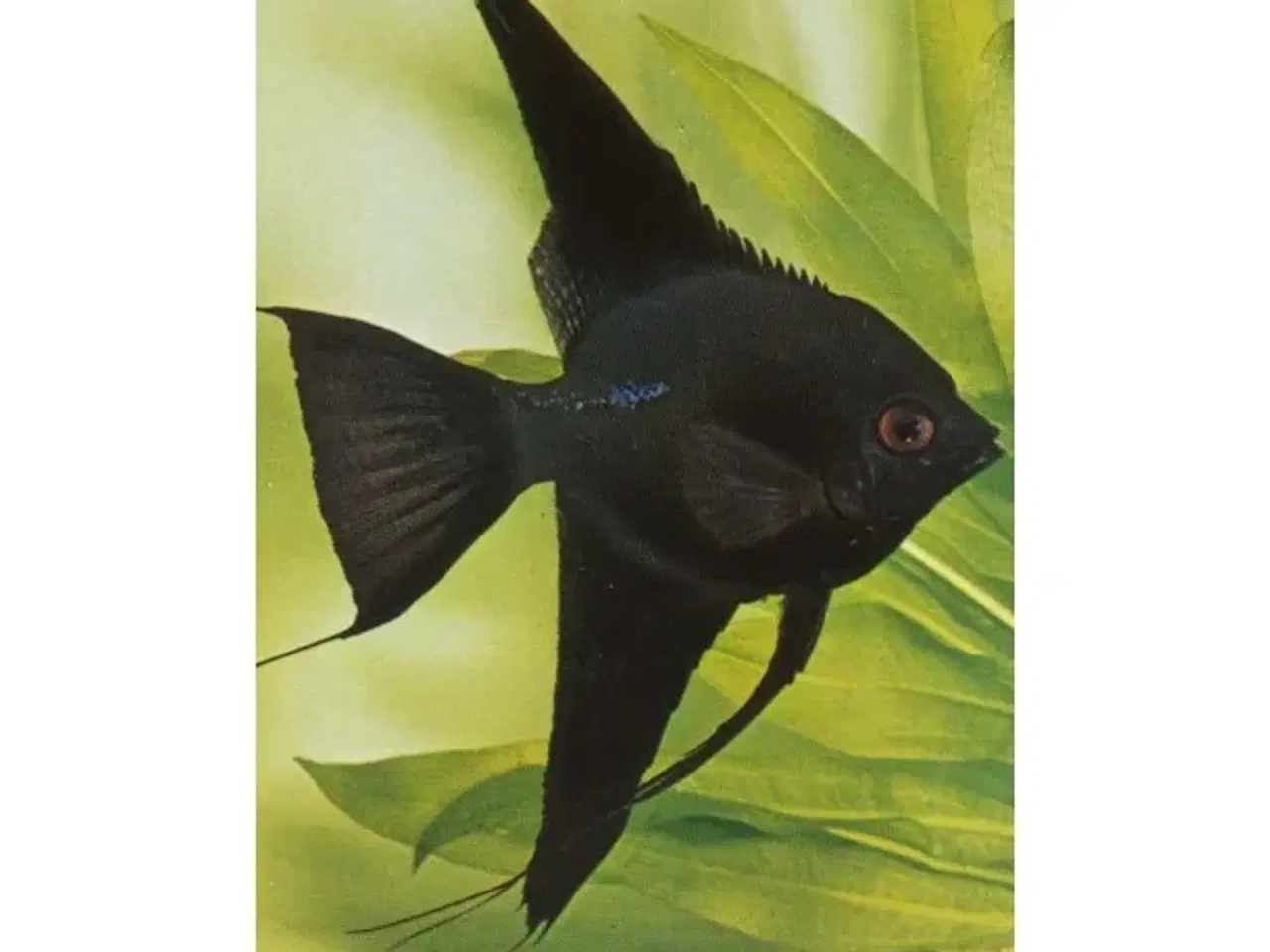 Billede 4 - Flotte akvariefisk og foder