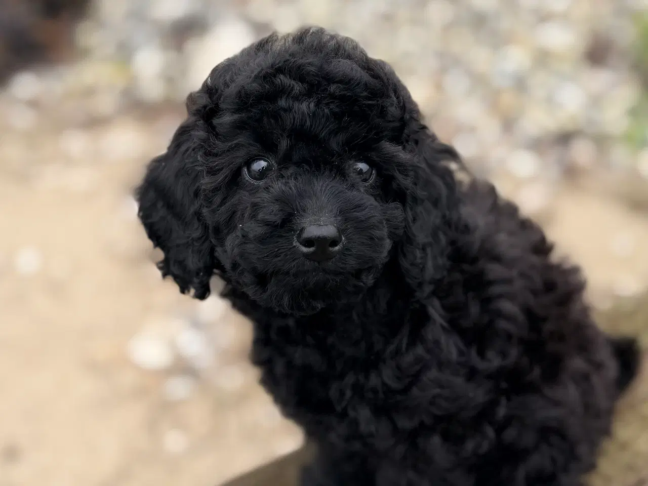 Billede 2 - Mellem Puddel