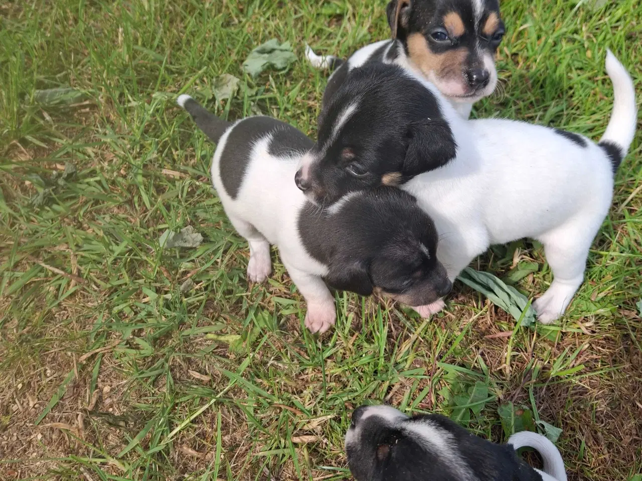 Billede 10 - Dansk svensk gårdhund (hundehvalpe)