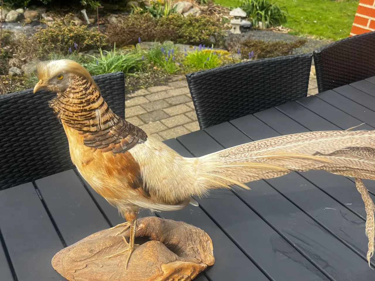 Billede 4 - Udstoppet guldfasan
