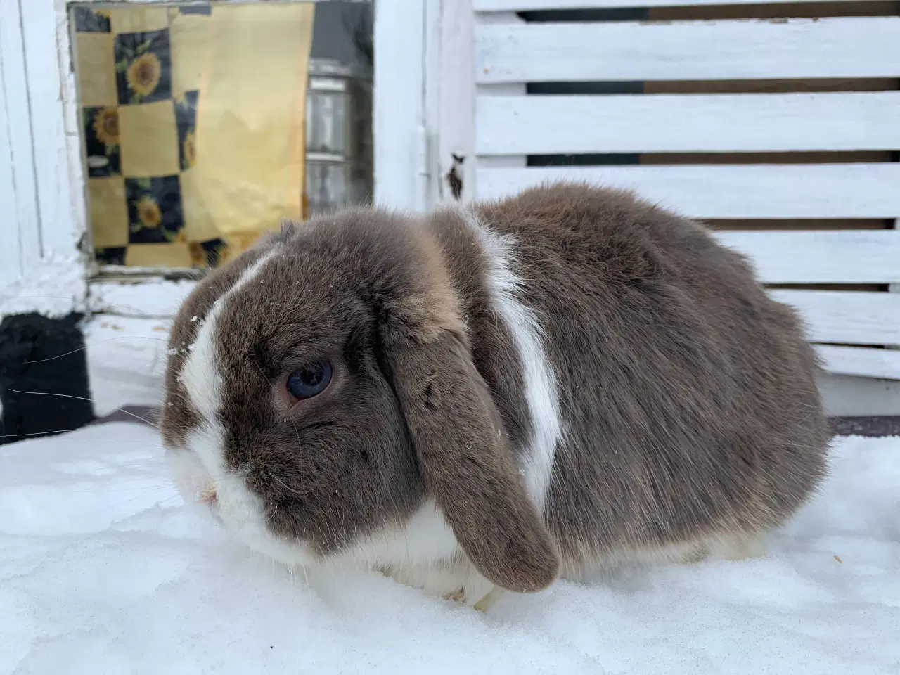 Billede 4 - Mini Lop han bor i haven
