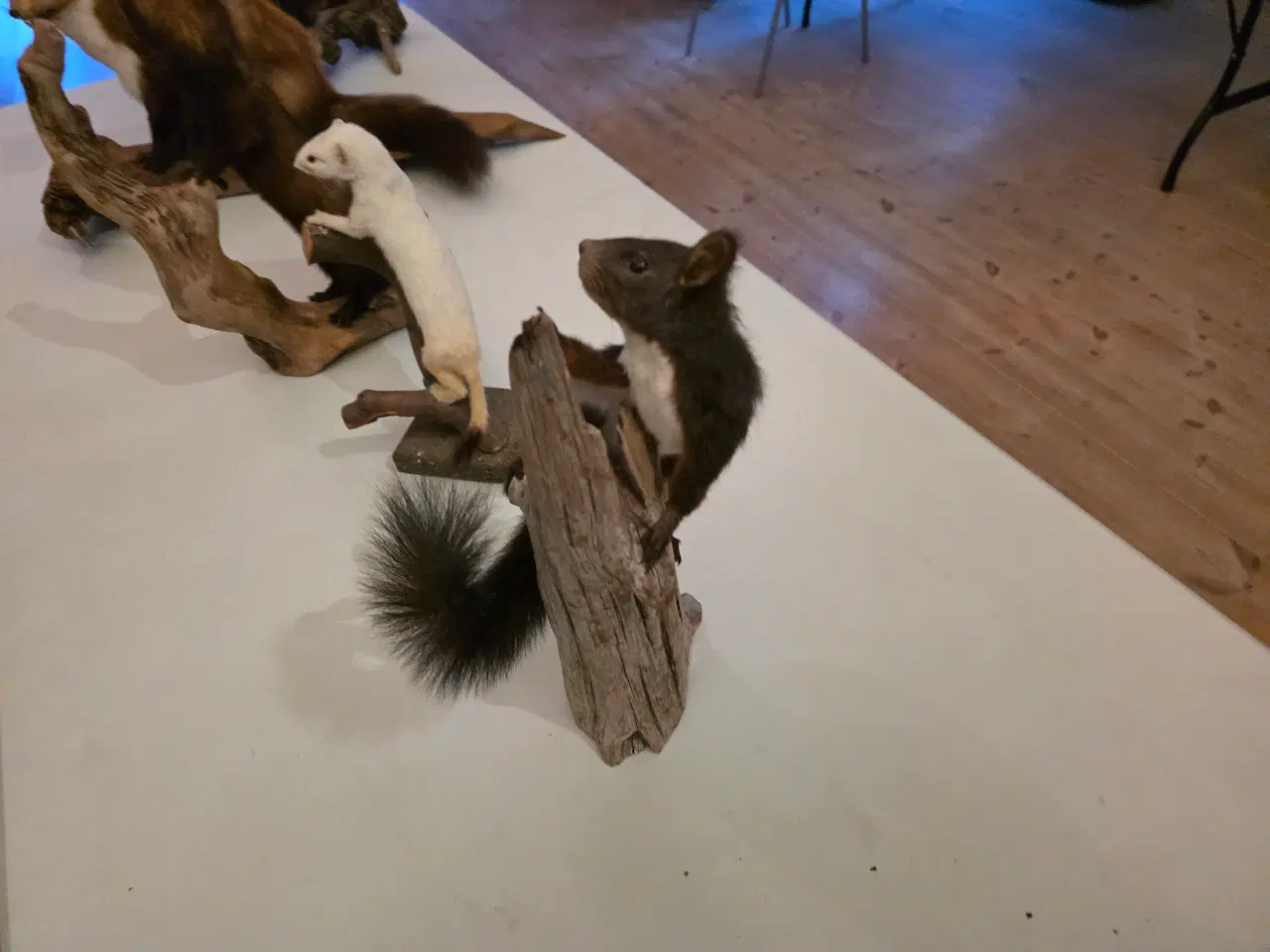 Billede 7 - Rovdyr og Egern, samlet eller hver for sig