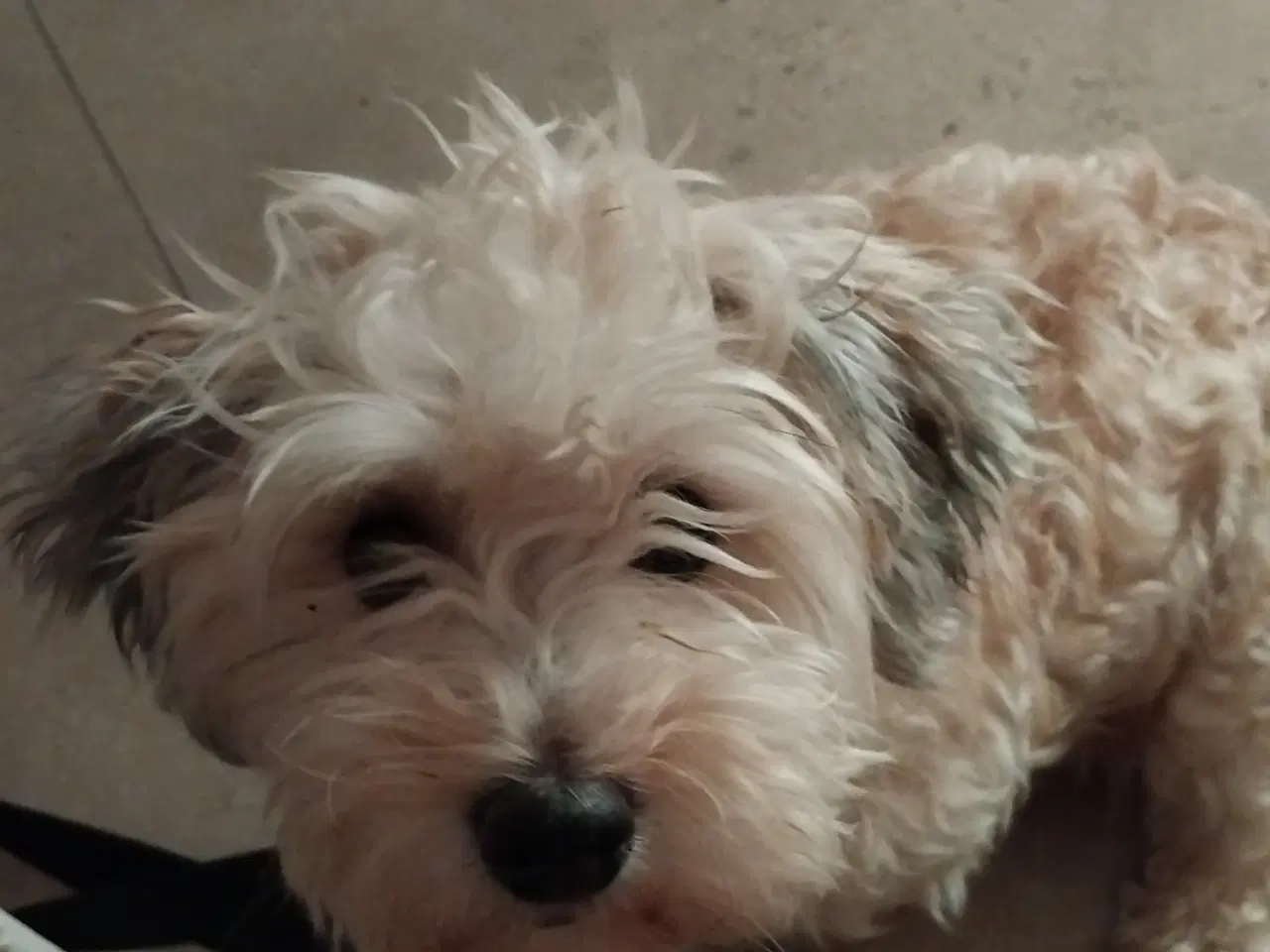 Billede 8 - Lækre hvalpe klar til at flytte d 1/3