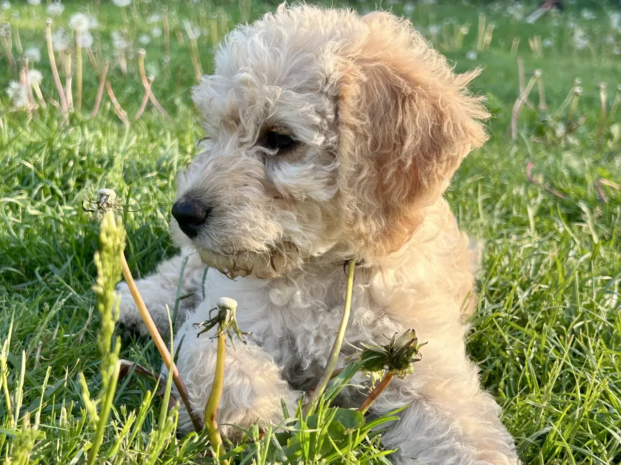 Billede 5 - Mini-labradoodle / doodle sælges