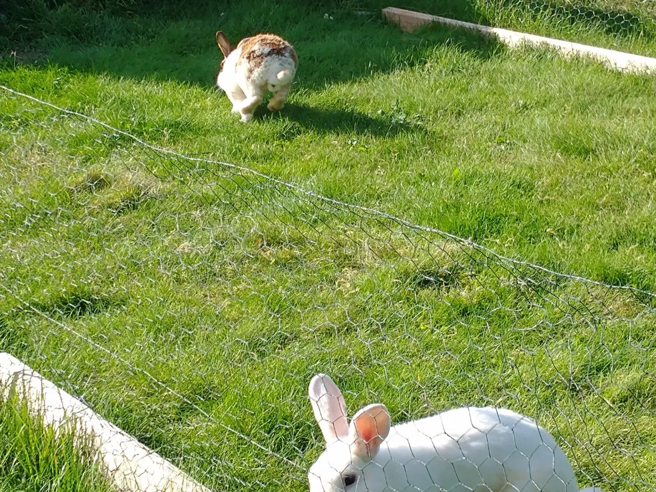 Billede 3 - Kaniner 2 stk