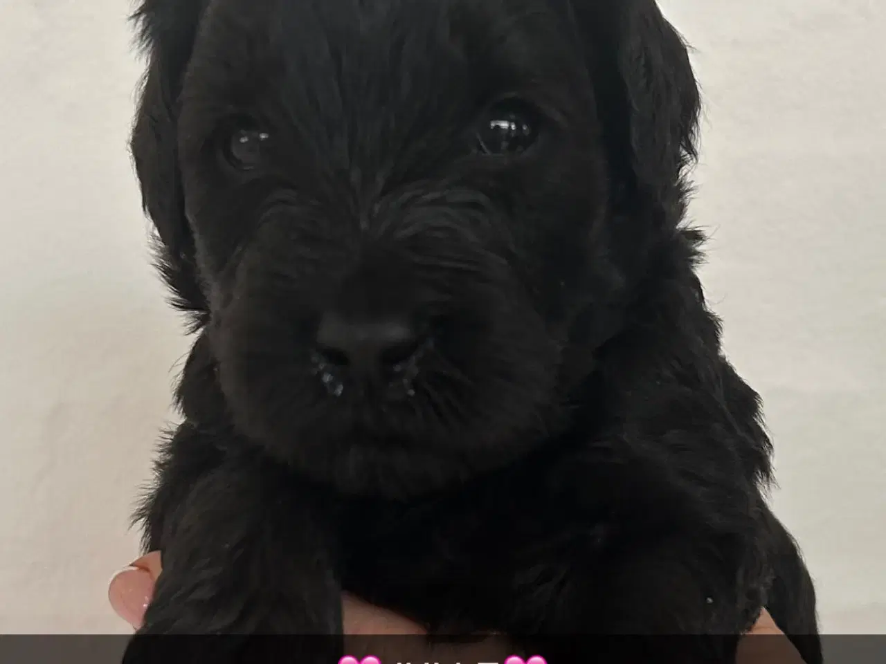 Billede 5 - GOLDENLABRADOODLE