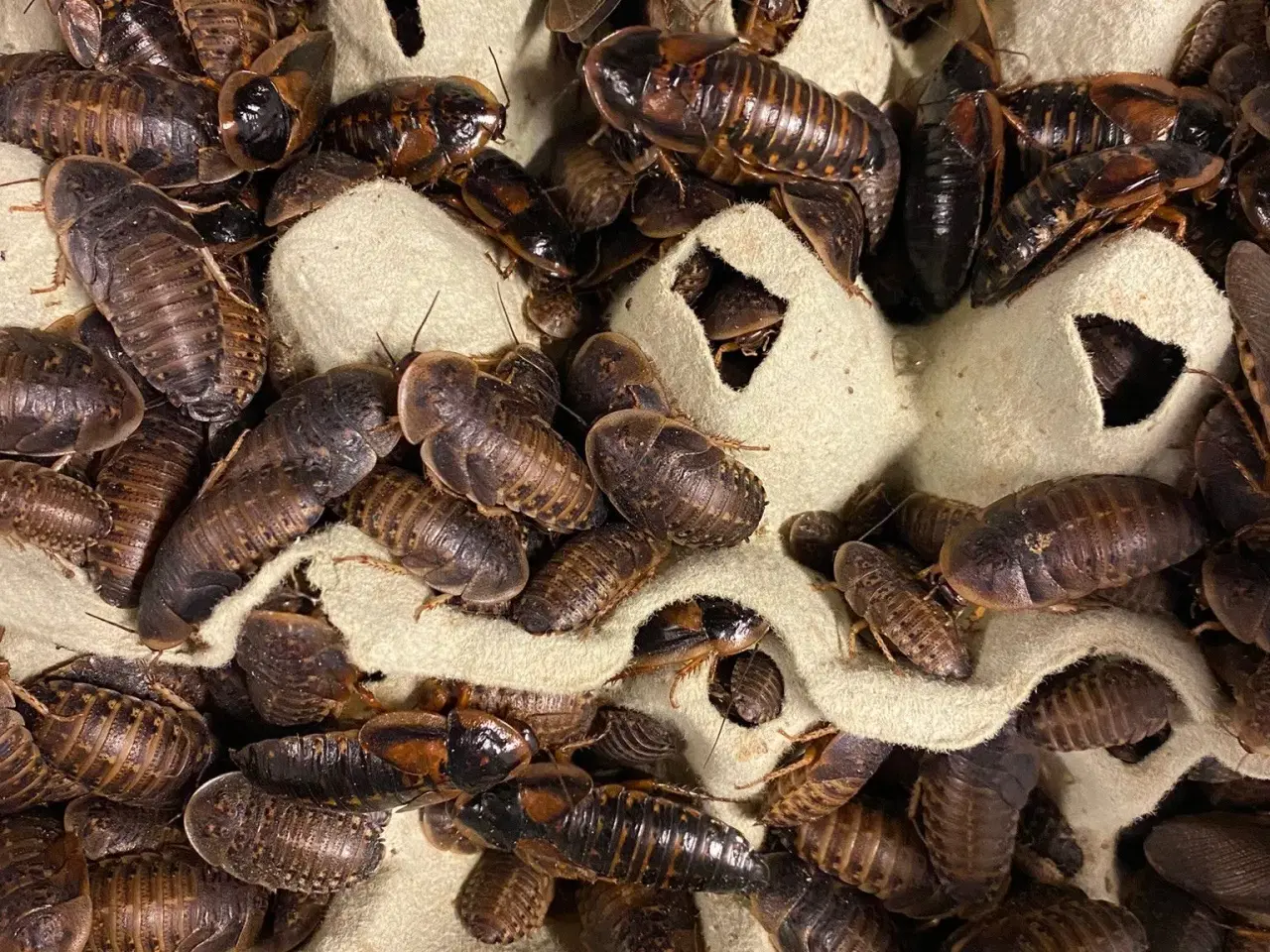 Billede 1 - Dubia kakerlakker kultur 500 gr. 