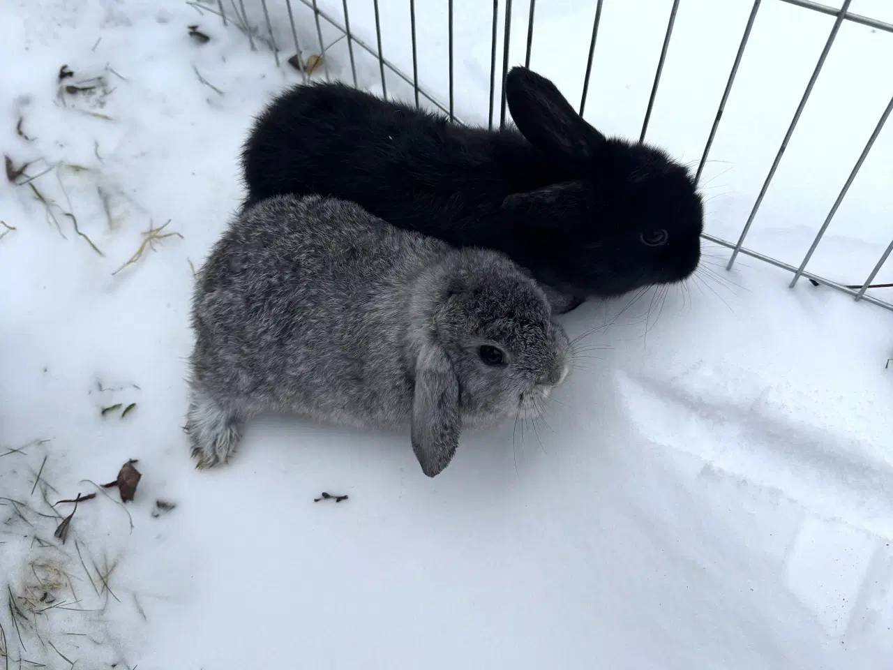 Billede 11 - Han Dværgvædder unger sælges 