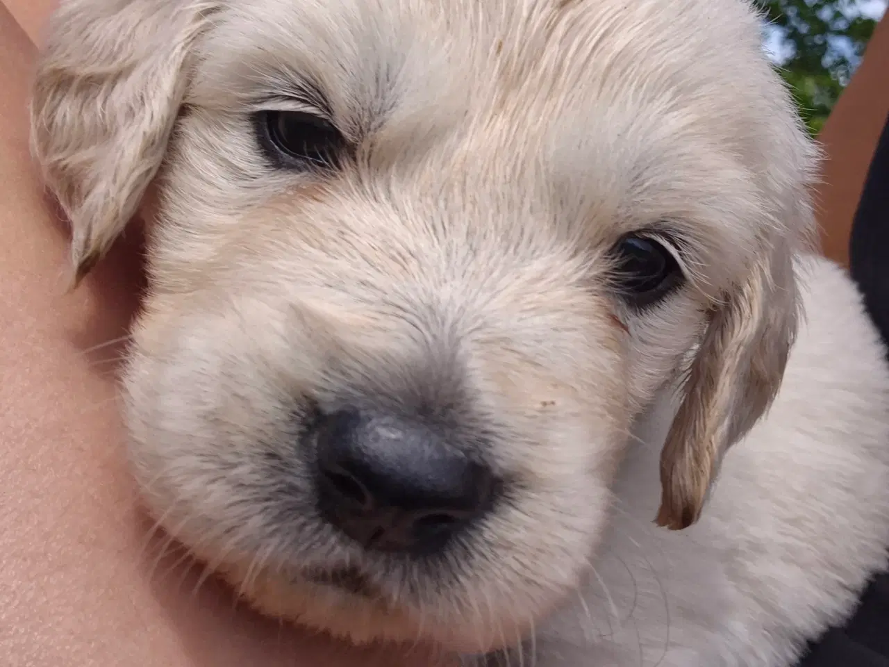 Billede 2 - Golden retriever hvalpe