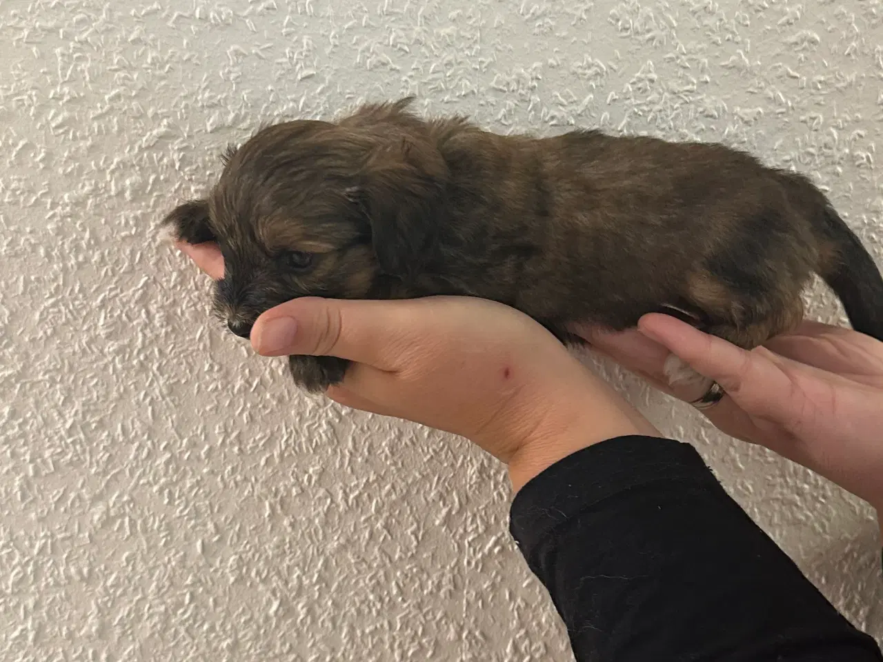 Billede 1 - Hundehvalpe 