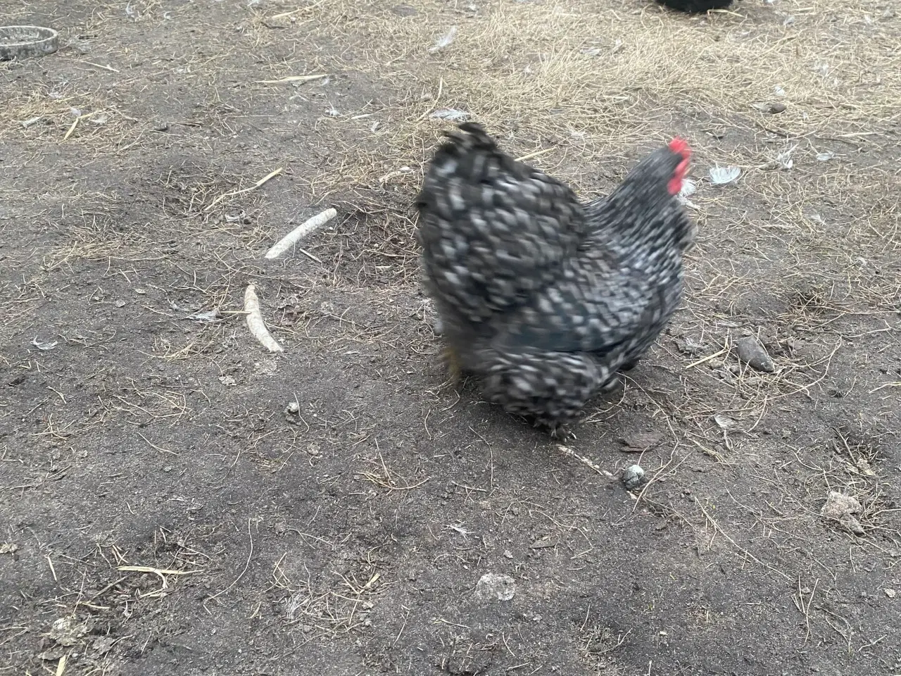 Billede 3 - Kochin dværghøns