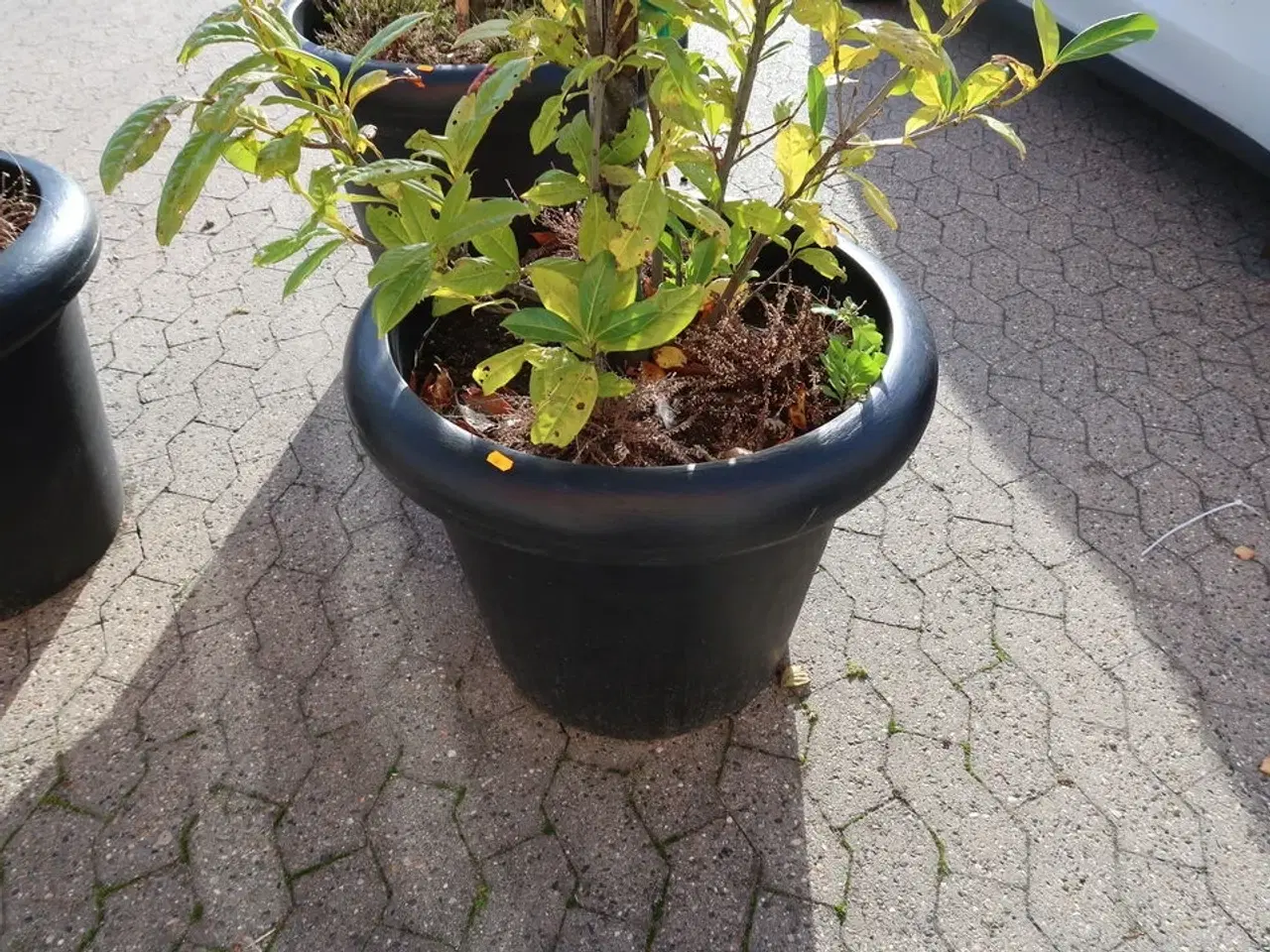 Billede 3 - Plante i krukke