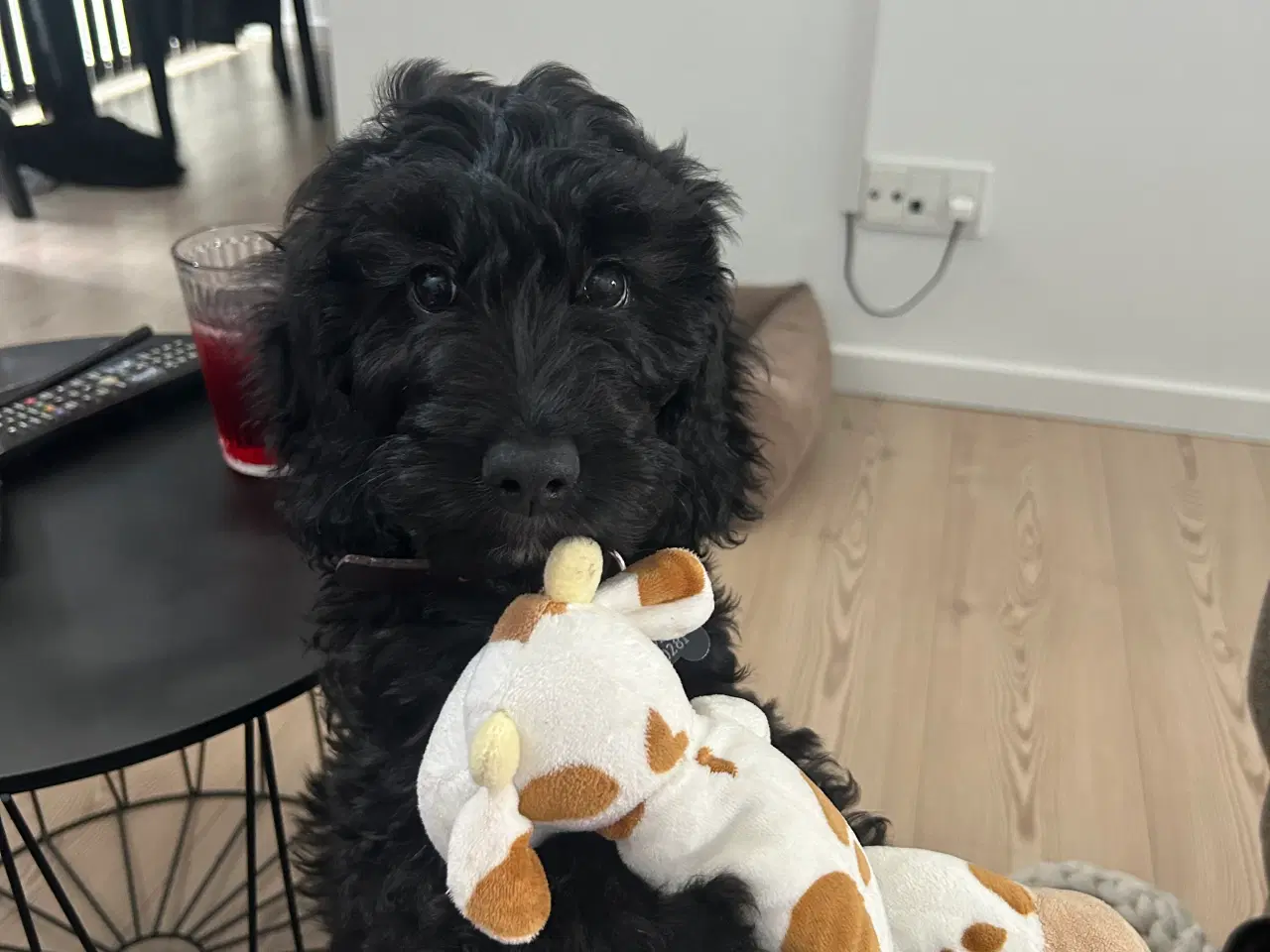 Billede 3 - Cockapoo hvalp